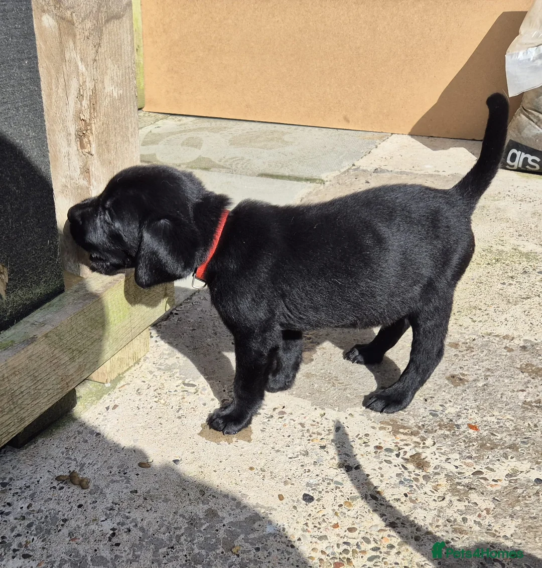 Labrador Retriever dogs for sale: Top Quality KC Registered Labrador Pups - Advert 2