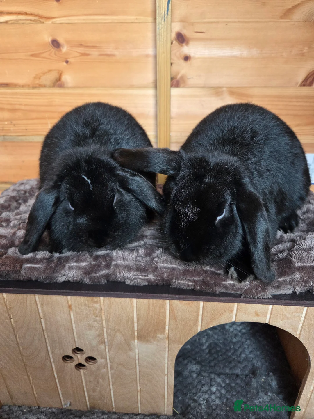 Mini Lop rabbits for sale: Pair of mini lops - Advert 1