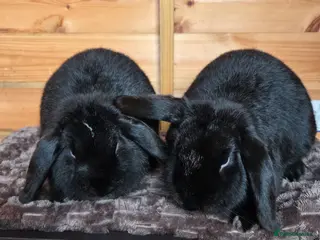 Mini Lop rabbits Pair of mini lops - Advert 1