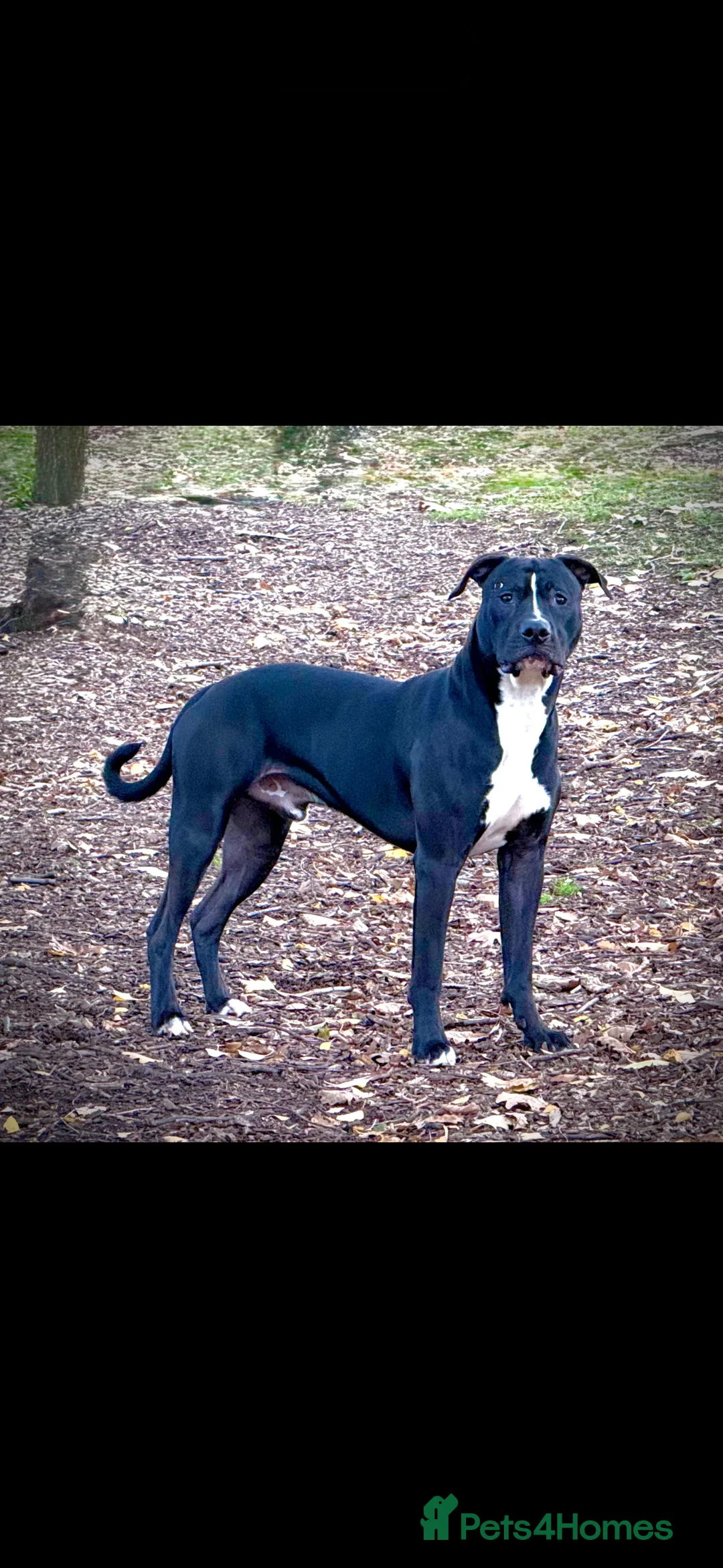 Staffordshire Bull Terrier dogs for sale: Irish Staffy Puppies for sale  - Advert 8