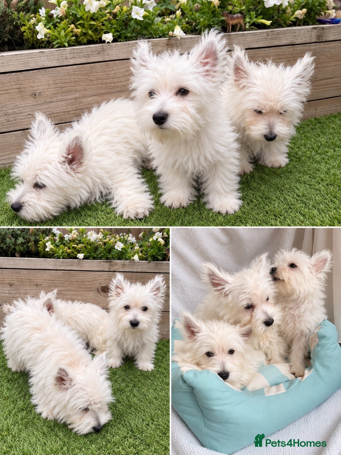 West Highland Terrier dogs West highland white terriers ⭐️ 3 boys ⭐️ - Advert 1