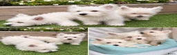 West Highland Terrier dogs for sale: West highland white terriers ⭐️ 3 boys ⭐️ - Advert 1