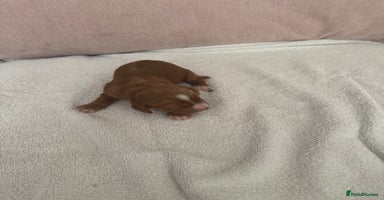 Cocker Spaniel dogs - Advert 16