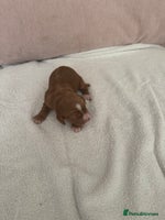 Cocker Spaniel dogs - Advert 16