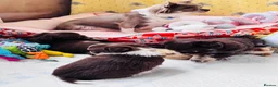 Chihuahua dogs for sale: chocolate tri long coat chihuahua puppies  - Advert 28