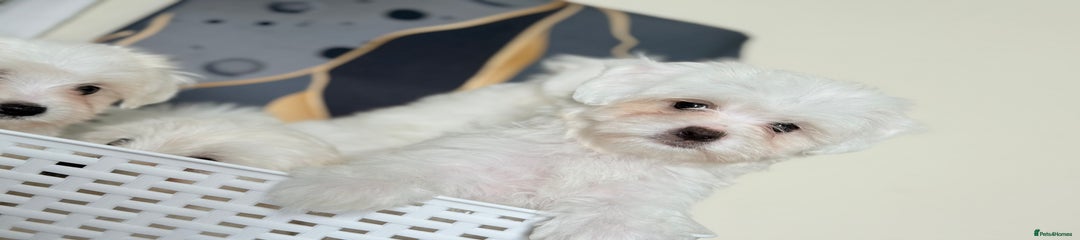 Malshi Puppy 2