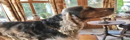 Cocker Spaniel dogs for stud: Stunning Sable, Show Cocker Stud,  Health Tested. in Market Drayton - Advert 13