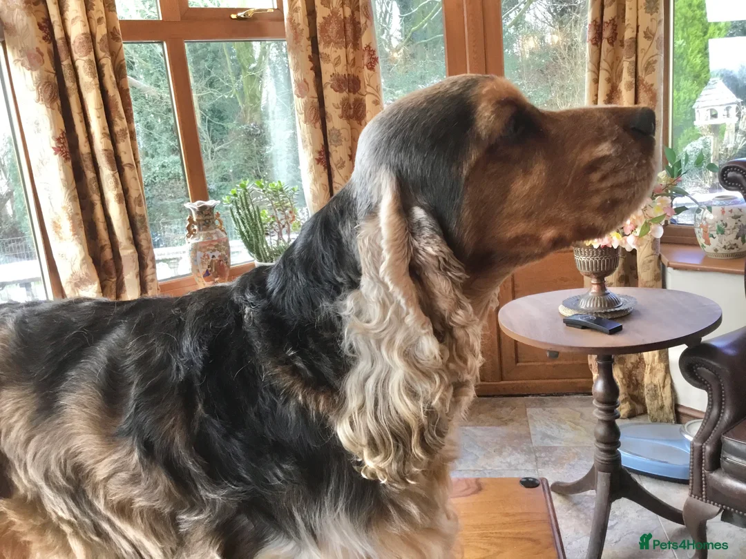 Cocker Spaniel dogs for stud: Stunning Sable, Show Cocker Stud,  Health Tested. in Market Drayton - Advert 13