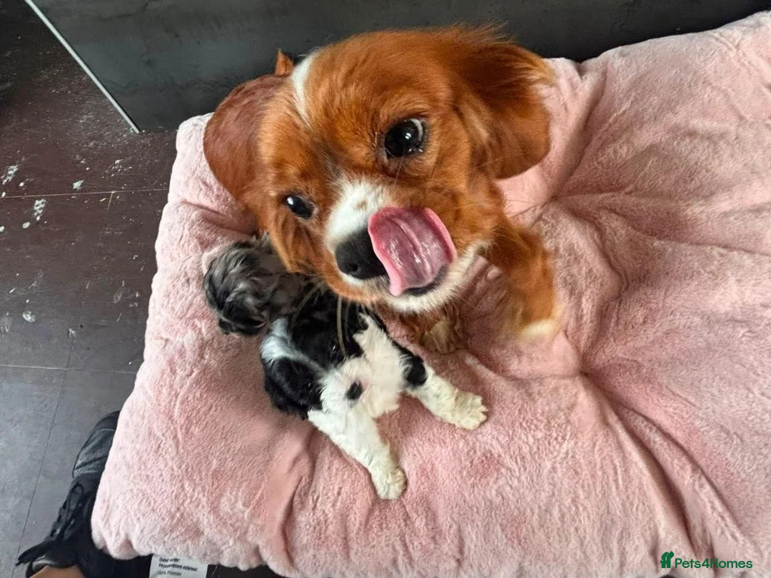 Cavapoo dogs for sale: Cavapoo Puppies - Advert 1