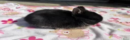 Netherland Dwarf rabbits for sale: Netherland Dwarf babies  - Advert 4