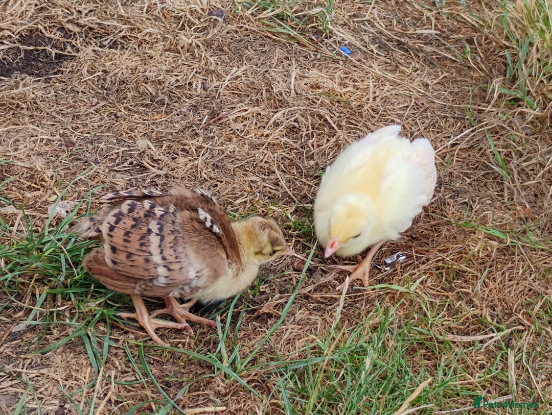Peafowl poultry for sale: 3 Pea Chicks - Image 7