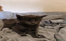 Maine Coon cats for sale: ✨Stunning Maine Coon Kittens✨ - Image 5