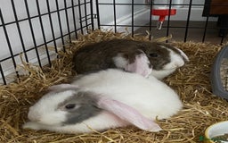 English Lop rabbits for sale: 2 female rabbits (free) - Image 3