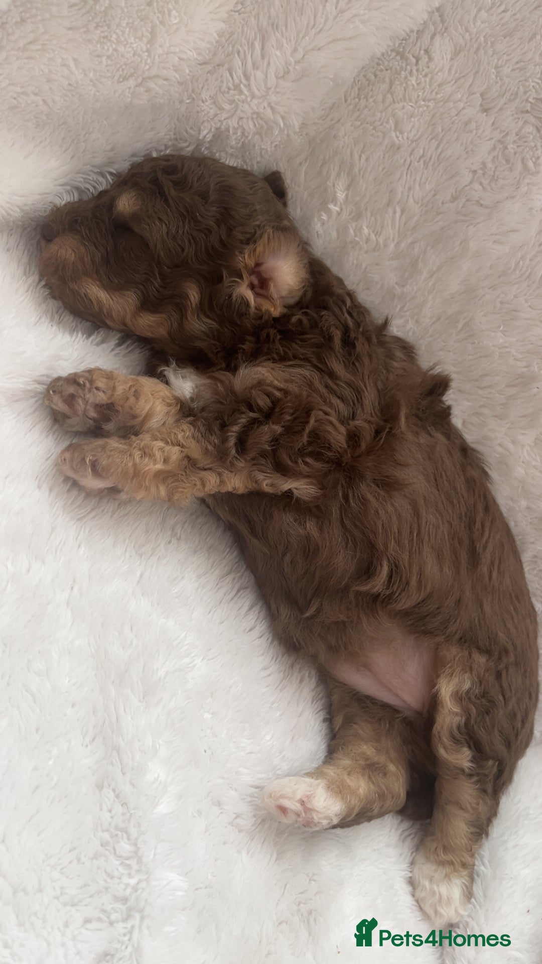 Poochon dogs for sale: Poochon puppies looking for forever home - Image 2