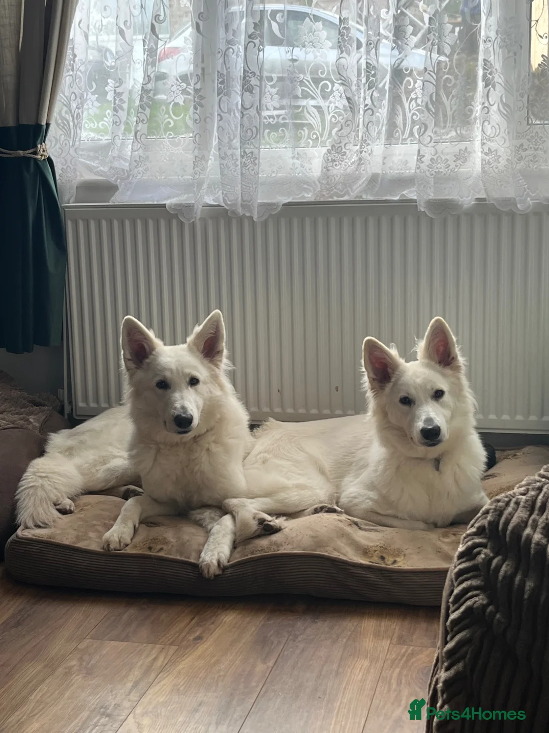 White Swiss Shepherd dogs for sale: Gorgeous European line puppies - Advert 22