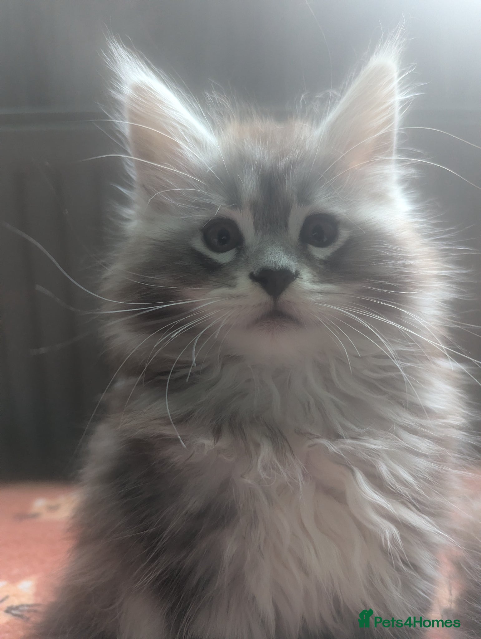 Maine Coon cats Stunning silver tabby girls *only 2 remaining* - Advert 18