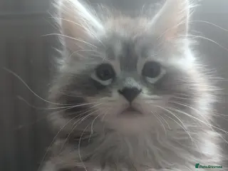 Maine Coon cats Stunning silver tabby girls *only 2 remaining* - Advert 18