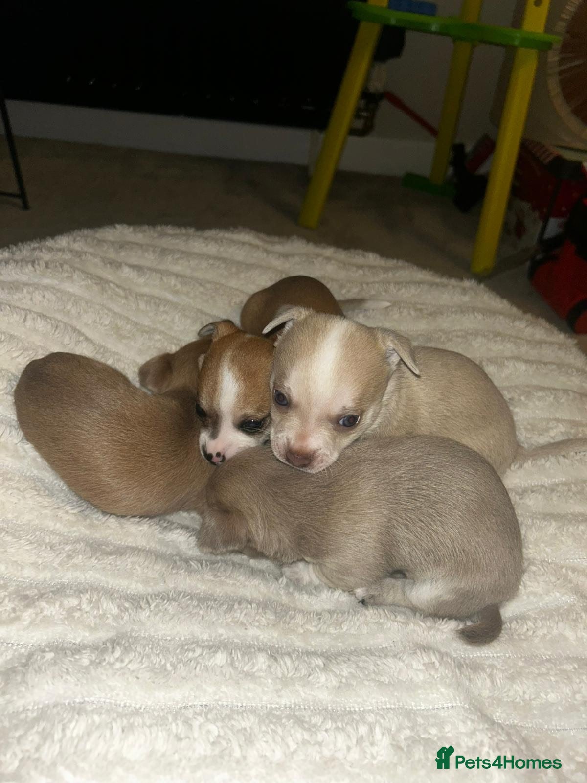 Chihuahua dogs PEDIGREE CHIHUAHUAS READY NOW!! 2 boys 1 femaleft - Advert 14