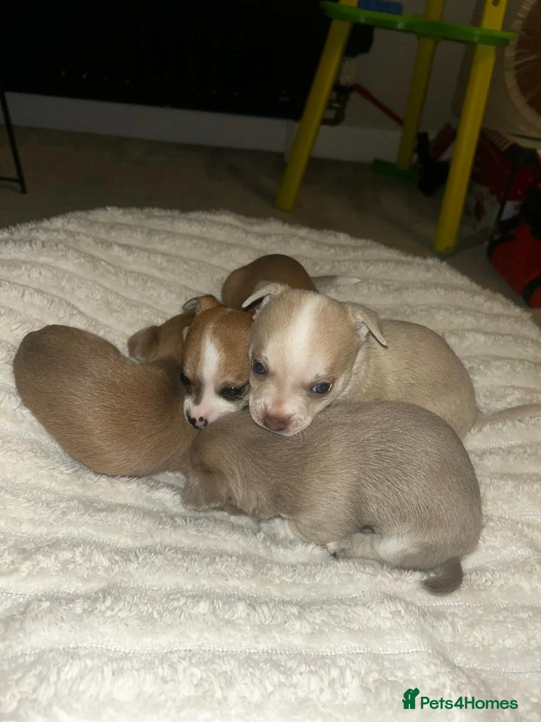 Chihuahua dogs for sale: 💛💚RefucedPEDIGREE CHIHUAHUAS💚💛 1 BOY LEFT - Advert 6