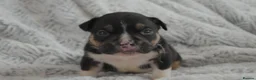 American Bully dogs for sale: Beautiful American pocket bullys  - Advert 7