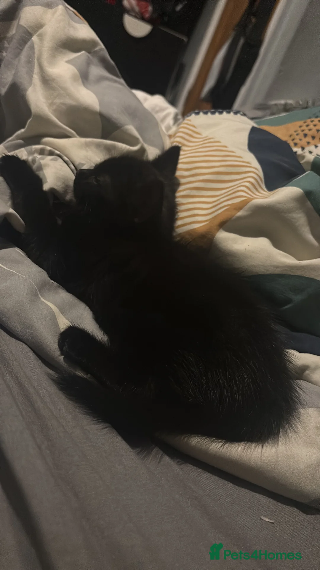 Bombay cats for sale: bombay kitten in Nottingham - Advert 2