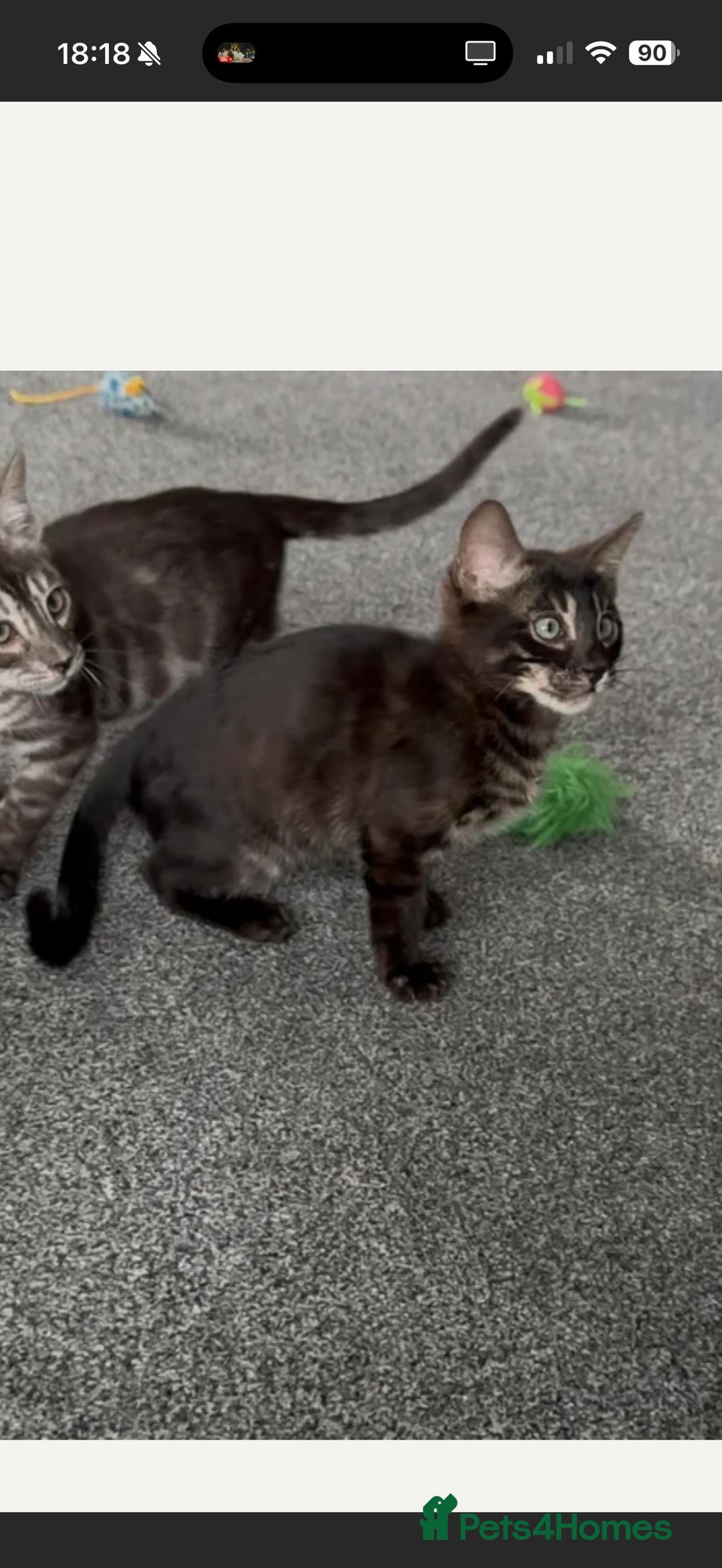 Bengal cats for sale: Well socialised kittens & retired breeding females - Advert 17