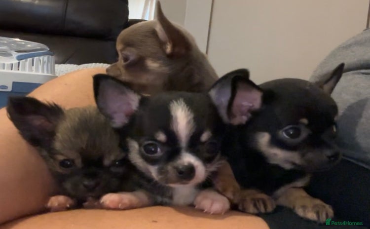 Chihuahua dogs - Advert 11