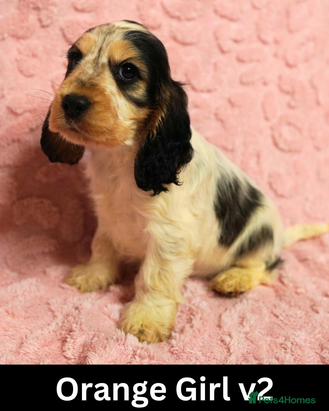 Cocker Spaniel dogs Quality, Show Type, Cocker Spaniel Puppies - Advert 2