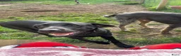 Mixed Breed dogs for sale: 7 Labour lurcher puppies! in Letchworth Garden City - Advert 1