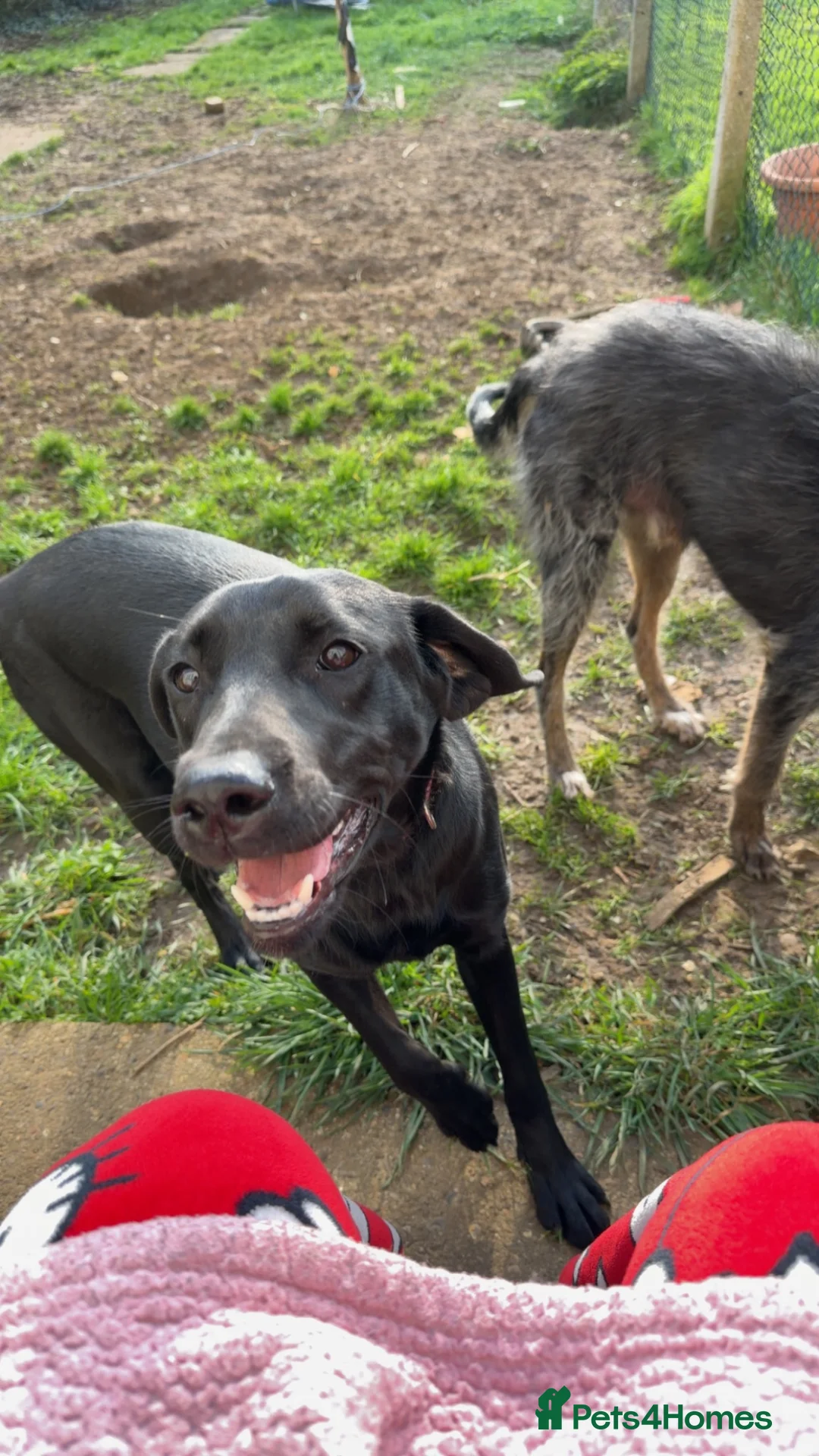 Mixed Breed dogs for sale: 7 Labour lurcher puppies! in Letchworth Garden City - Advert 1