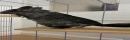 Chinchilla rodents for sale: Black Chinchilla for sale £150 🖤 in Wickford - Advert 2