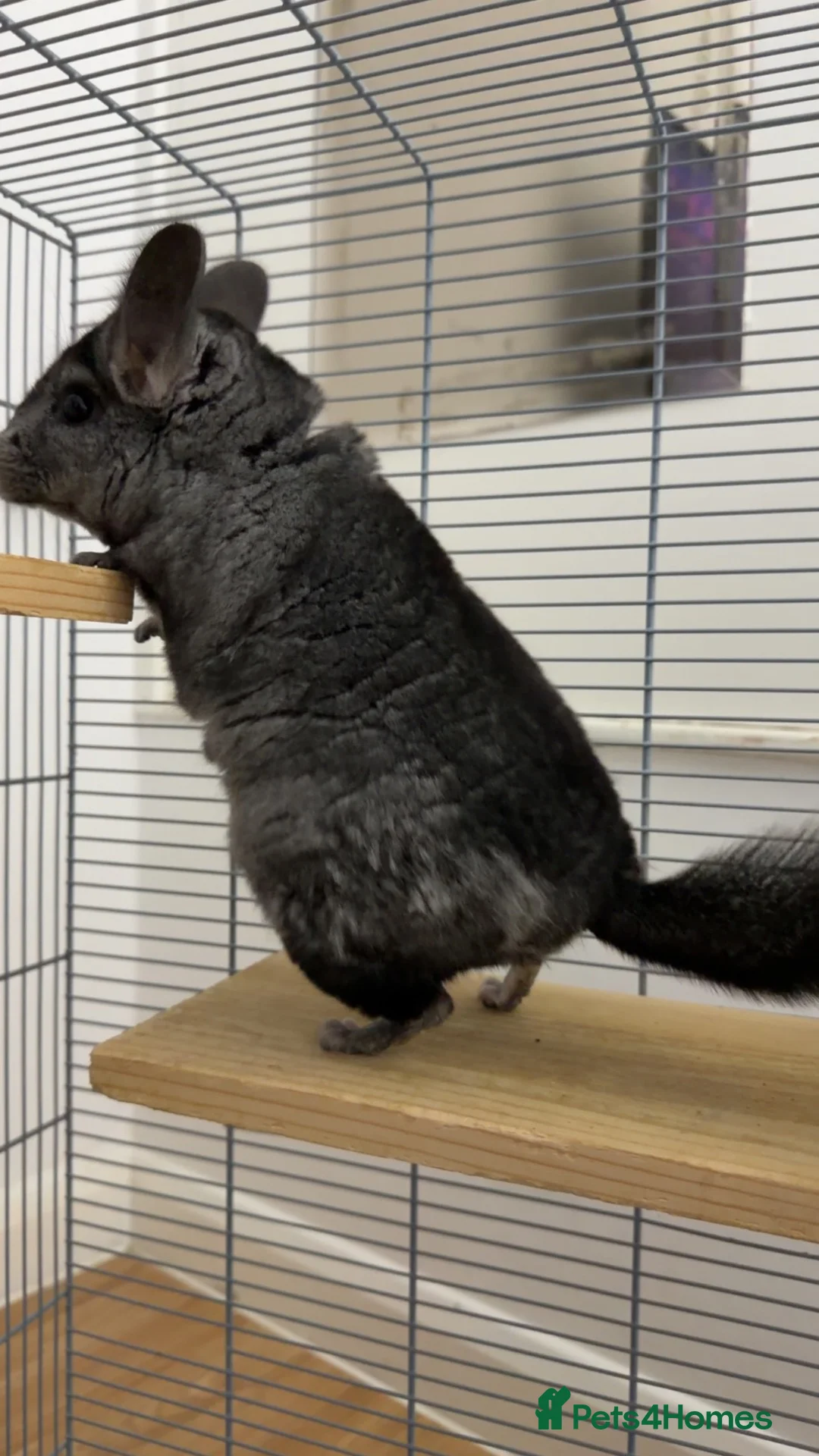 Chinchilla rodents for sale: Black Chinchilla for sale £150 🖤 in Wickford - Advert 2