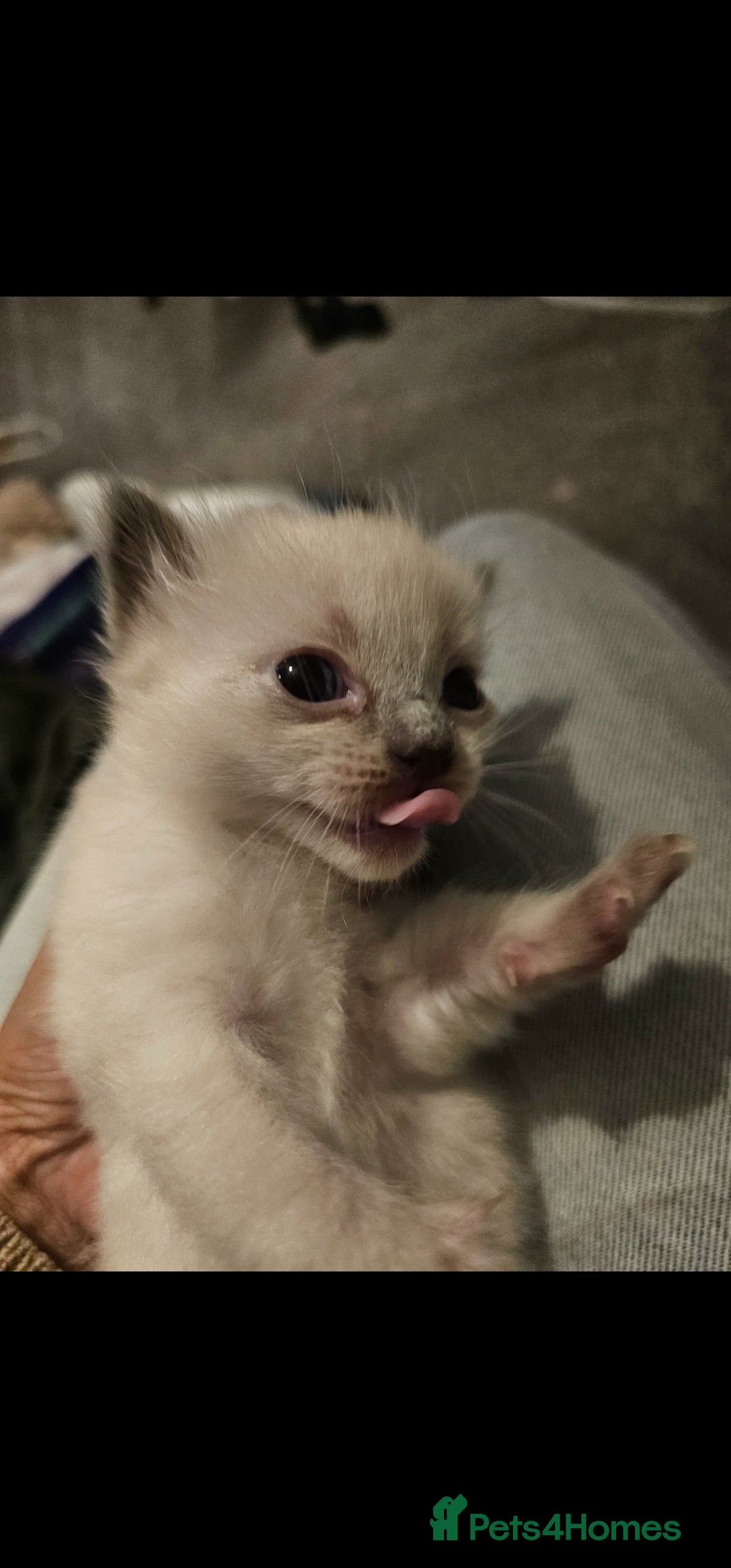 Ragdoll cats for sale: Blue point kittens for sale - Advert 4