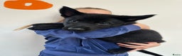 German Shepherd dogs for sale: Pure black german shepherd puppies ready to go now - Advert 7