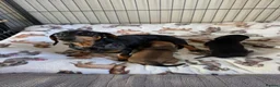 Dachshund dogs for sale: Miniature dachshund  in Thatcham - Advert 1