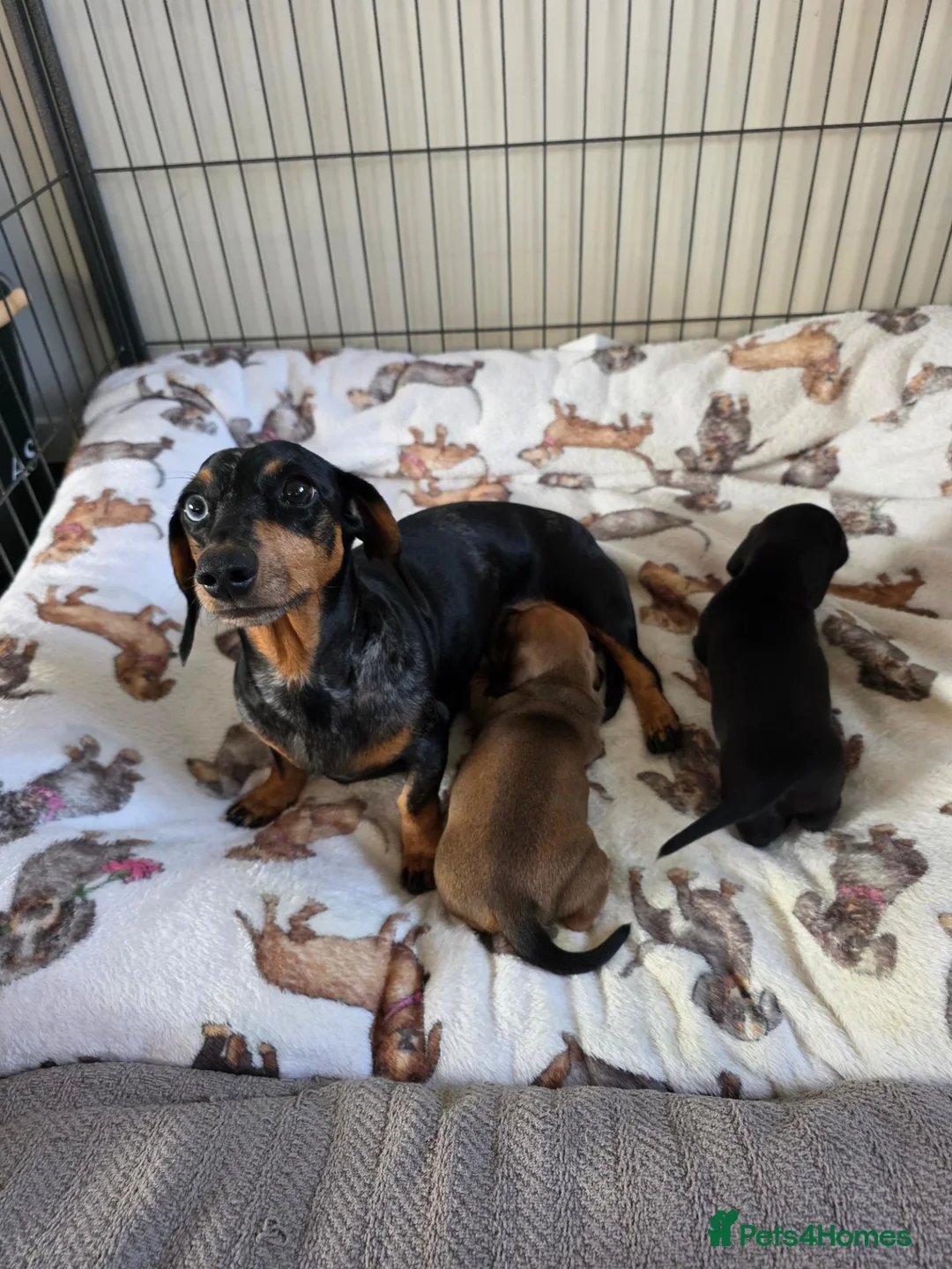 Dachshund dogs for sale: Miniature dachshund  in Thatcham - Advert 1