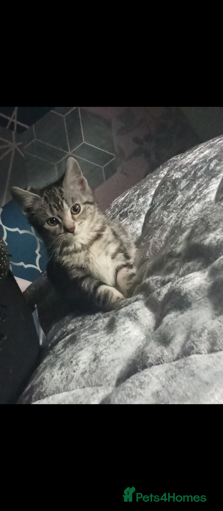 Mixed Breed cats Kittens for sale  - Advert 18