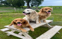 Golden Retriever dogs for stud: Stunning American line golden retriever stud dog  - Image 5