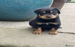 Rottweiler dogs for sale: 6 Chunky Rottweiler Puppies  - Image 5