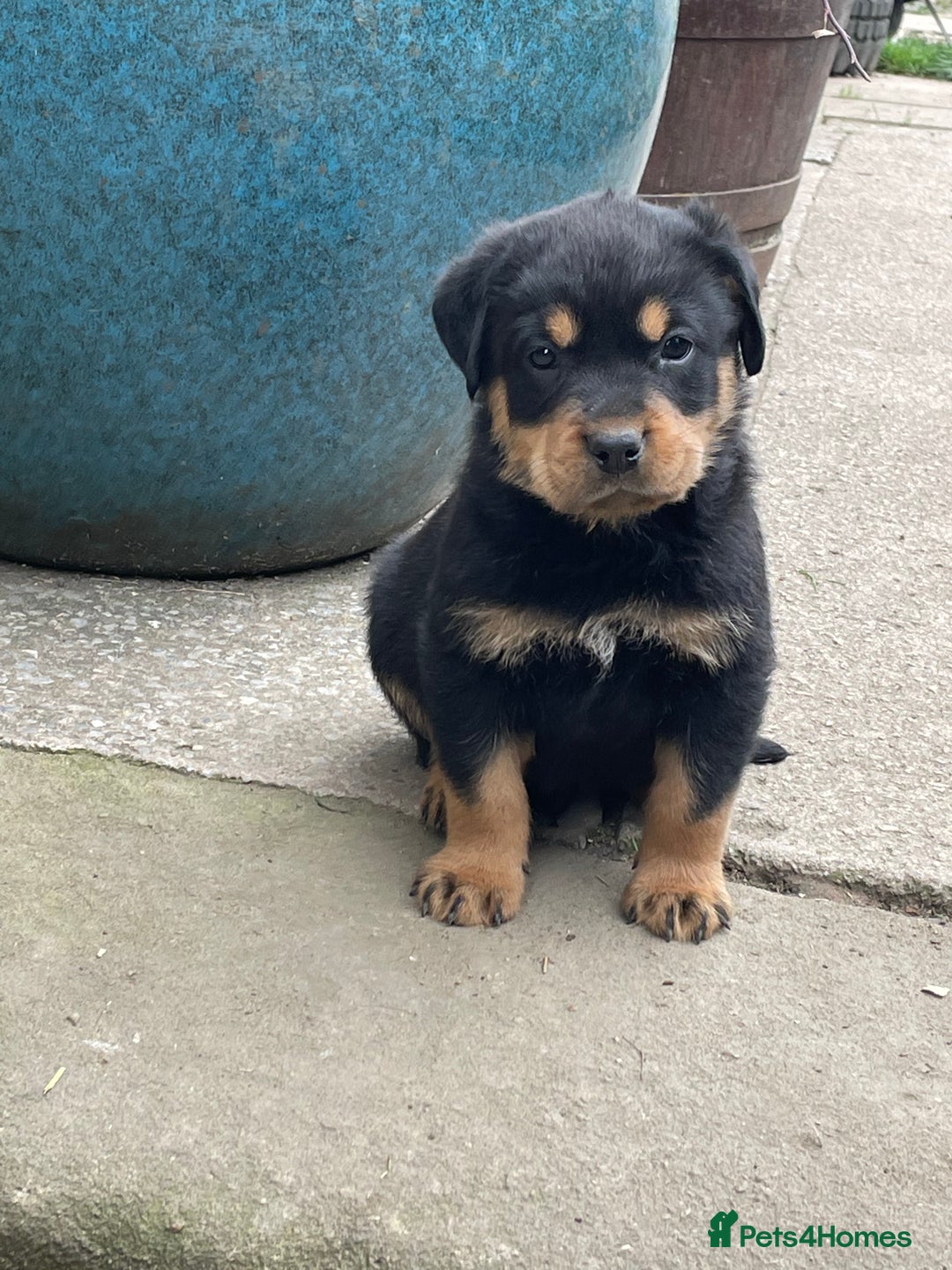 Rottweiler dogs for sale: 6 Chunky Rottweiler Puppies  - Image 5