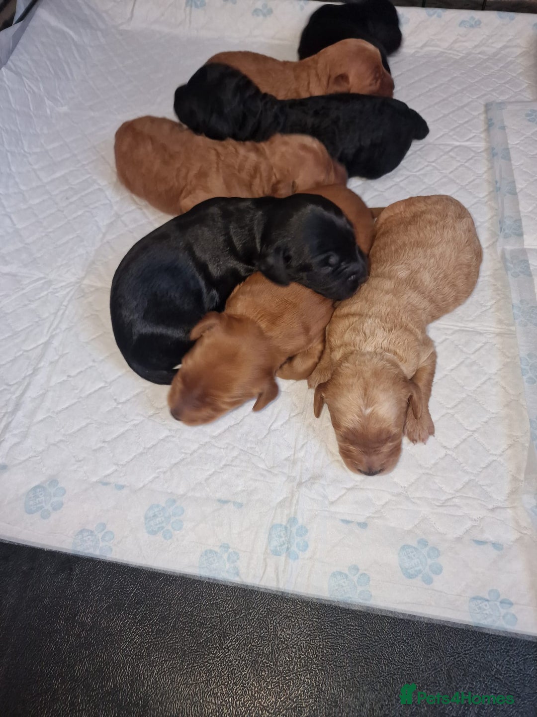 Cockapoo dogs for sale: ✨️ Beautiful F1B Cockapoo Puppies✨️ - Image 5