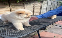 Chow Chow dogs for sale: Chow chow  - Image 7