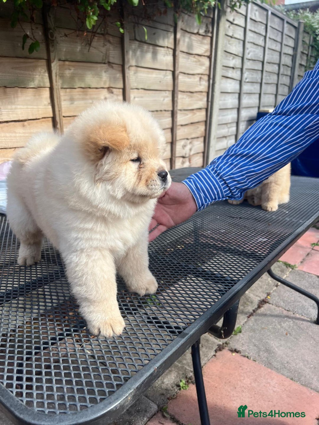 Chow Chow dogs for sale: Chow chow  - Image 7