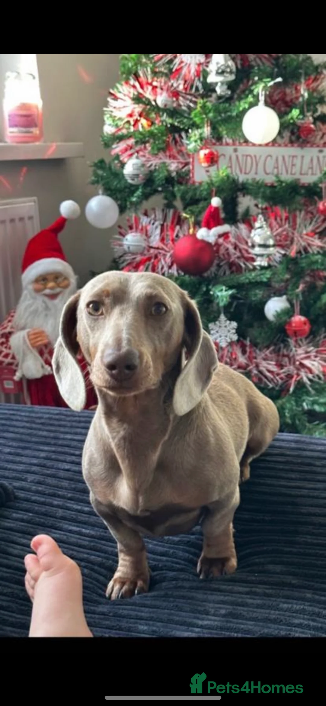 Dachshund dogs for stud: Miniature dachshund for stud  in Newport - Advert 2