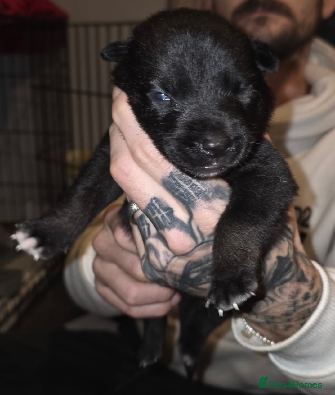 Belgian Shepherd Dog dogs for sale: Belgian malinois  - Advert 2