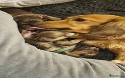 Miniature Dachshund dogs for sale: Long-haired Miniature Dachshund Puppies for Sale - Image 4