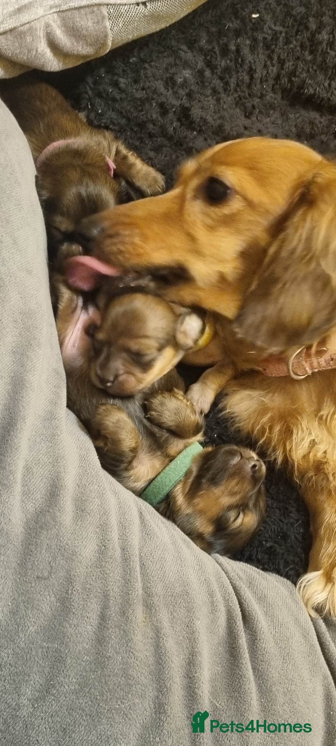 Miniature Dachshund dogs for sale: Long-haired Miniature Dachshund Puppies for Sale - Image 4