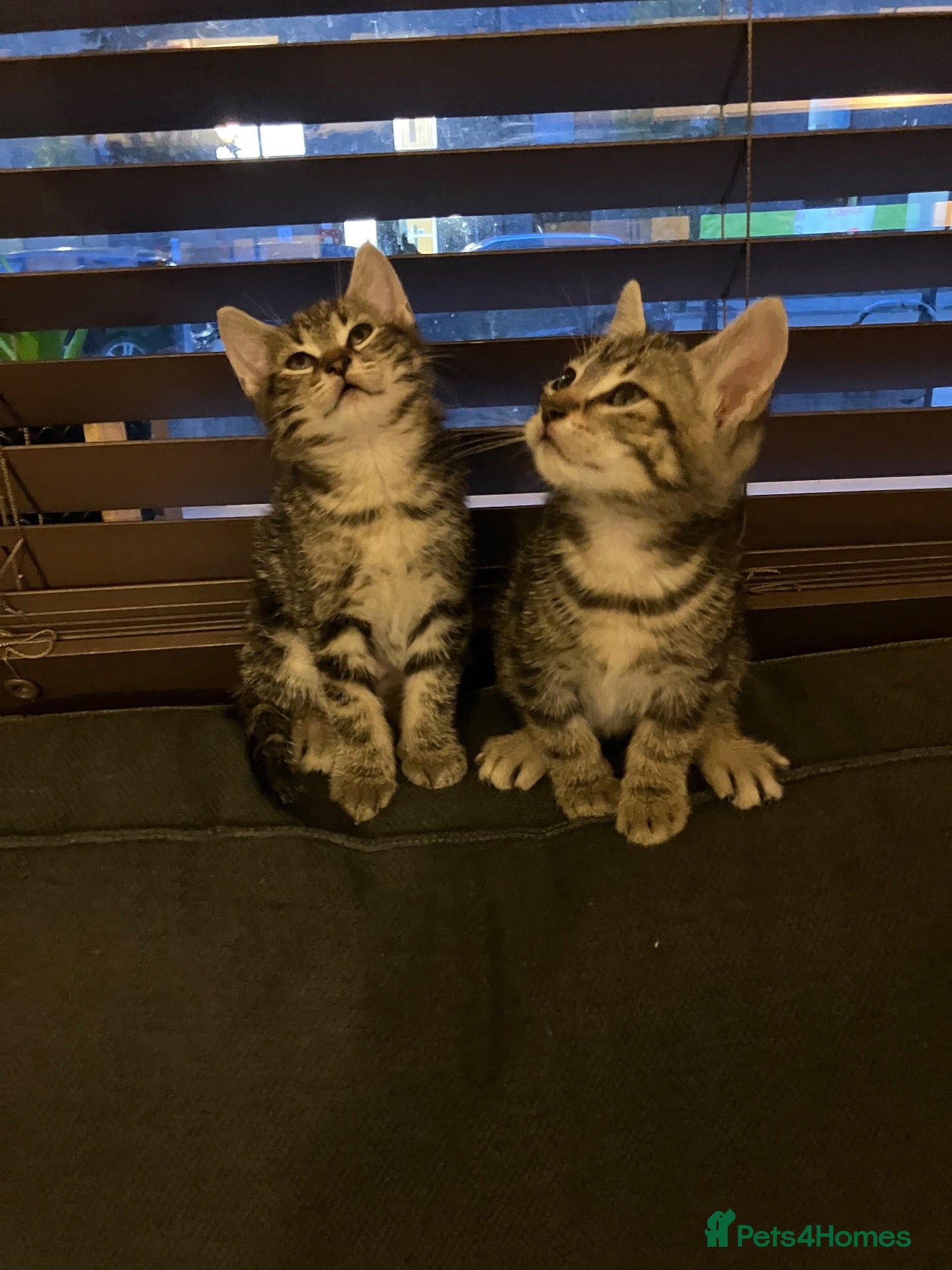 Domestic Shorthair cats for sale: Tabby kittens brothers  - Advert 9