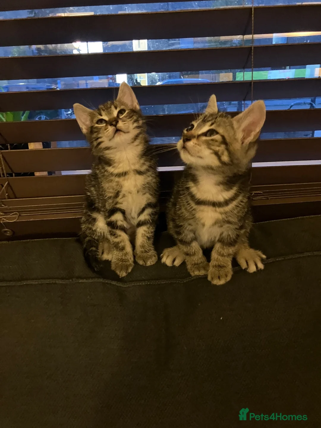 Domestic Shorthair cats for sale: Tabby kittens brothers  in London - Advert 1