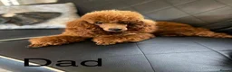 Cavapoo dogs for sale: Beautiful Red F1 Cavapoo Puppies - Advert 15